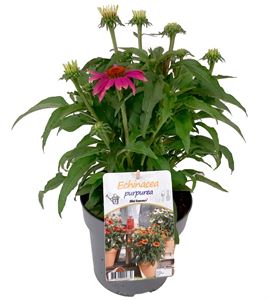 Bild von VP Echinacea P19 knop Sensation Pink